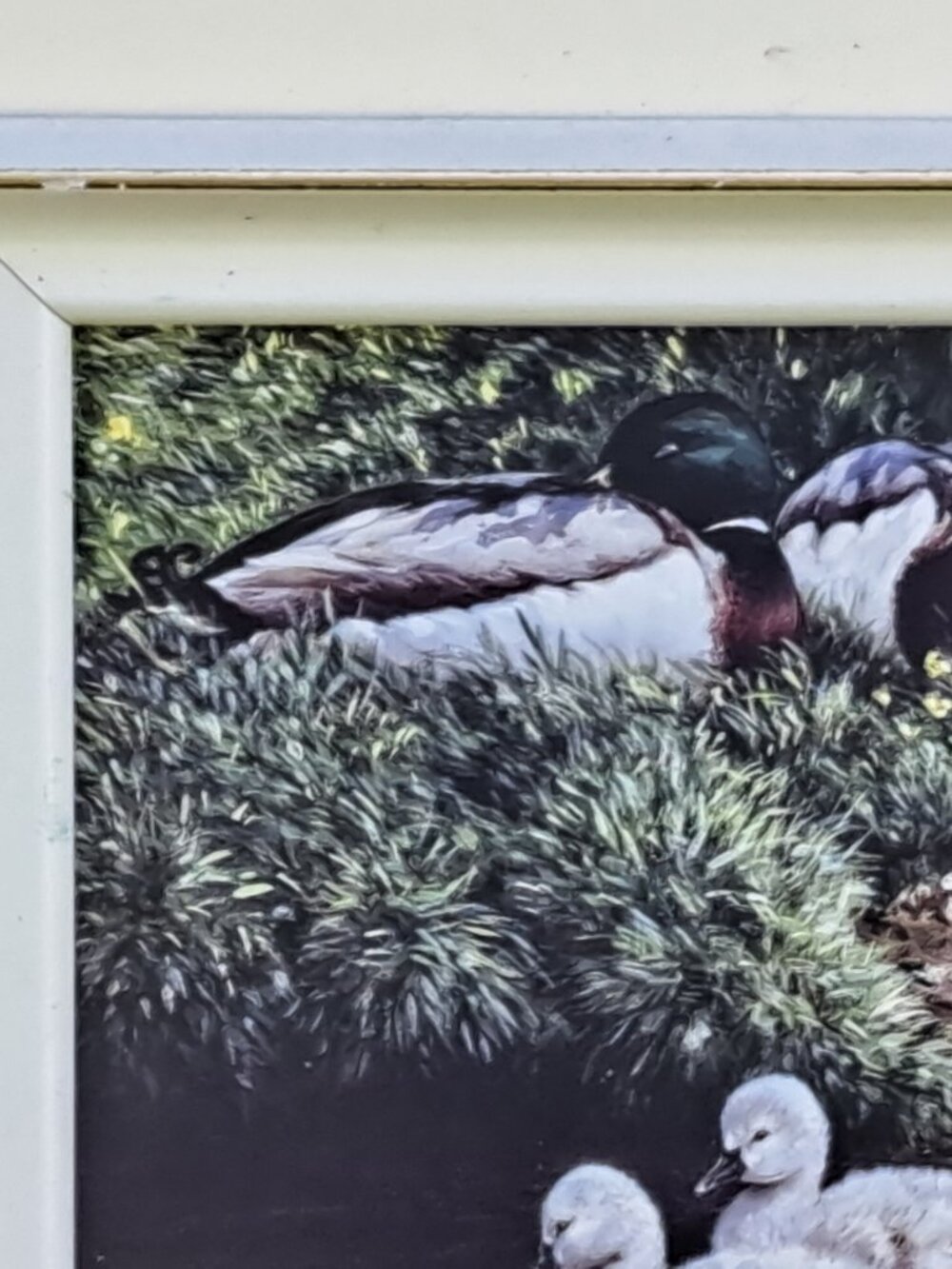 Framed Nature Print Of Ducks - Picture 4 of 11